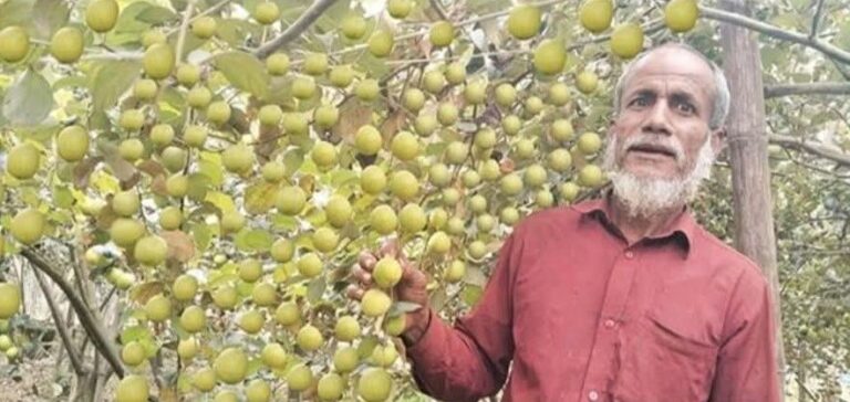 কুল চাষে ফিরছে আর্থিক সচ্ছলতা