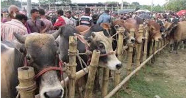 যানজট ভোগান্তি প্রধান সমস্যা” সল্টগোলায় অস্থায়ী পশুর হাট অপসারণের দাবি স্থানীয় বাসিন্দাদের