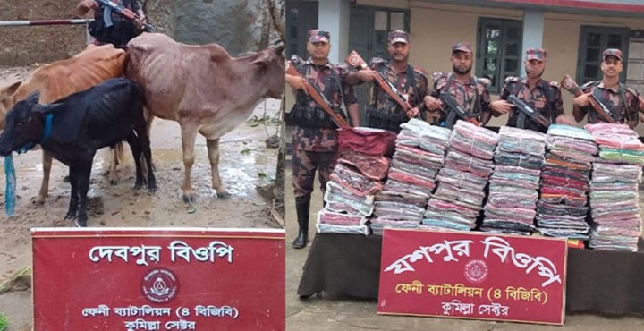 ফেনীর সীমান্তে দু’মাসে ১৭৩ ভারতীয় গরু আটক