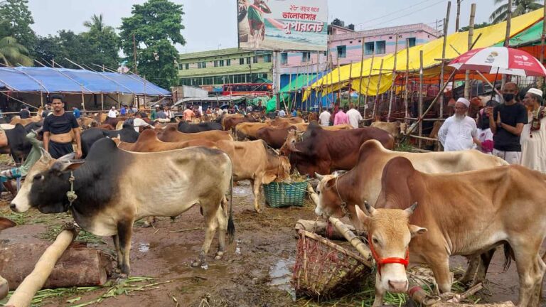 ব্রাহ্মণবাড়িয়া নবীনগরে অবৈধ গরুর বাজার উচ্ছেদ 
