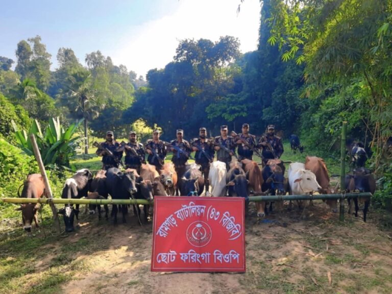 চট্টগ্রামের পাহাড়ি এলাকা ছোট ফরিংগা সীমান্তে বিজিবির অভিযানে ৩১টি ভারতীয় গরু আটক