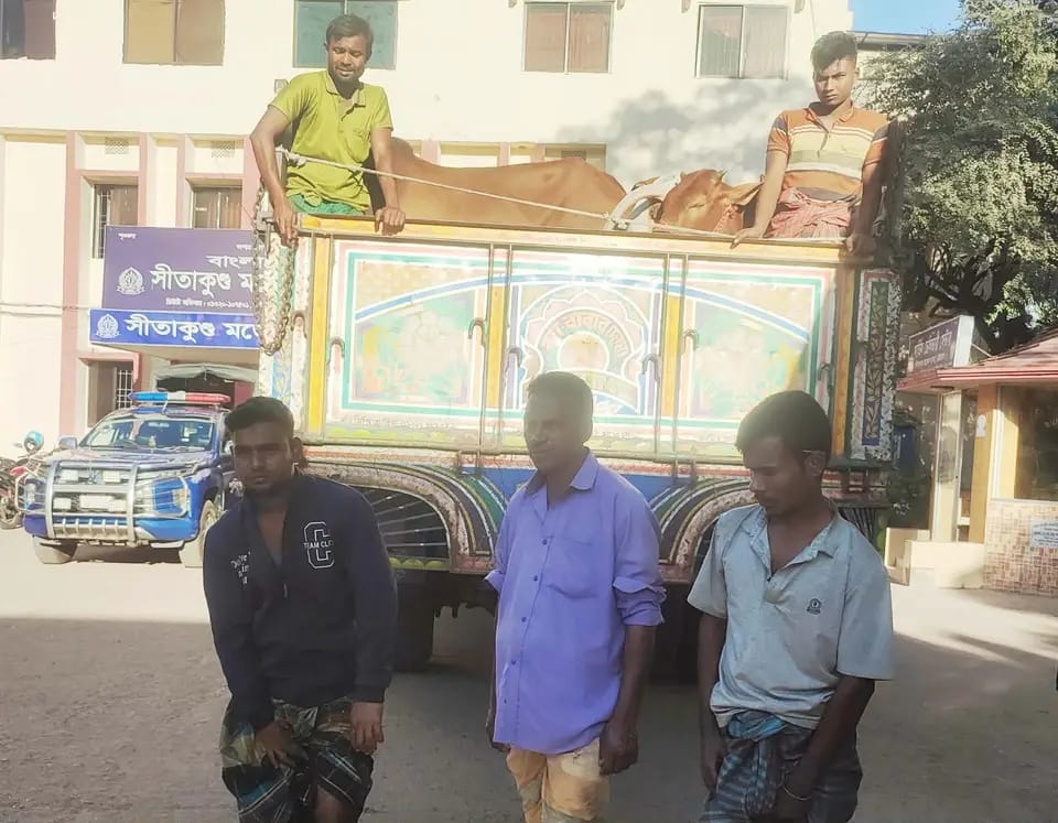 চট্টগ্রামের সীতাকুণ্ডে ২৮ টি গরু বোঝাই ট্রাক ছিনতাই, ২৬ টি উদ্ধার